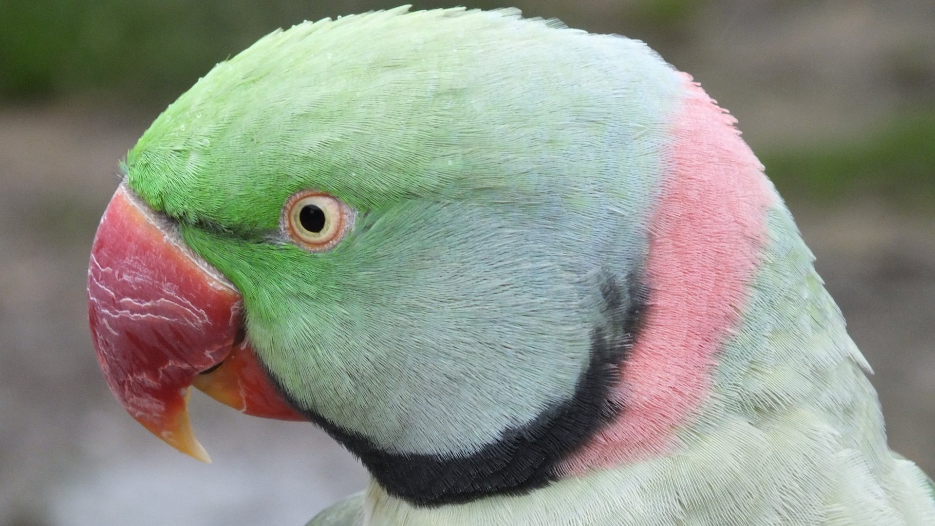 Alexandrine Parakeet