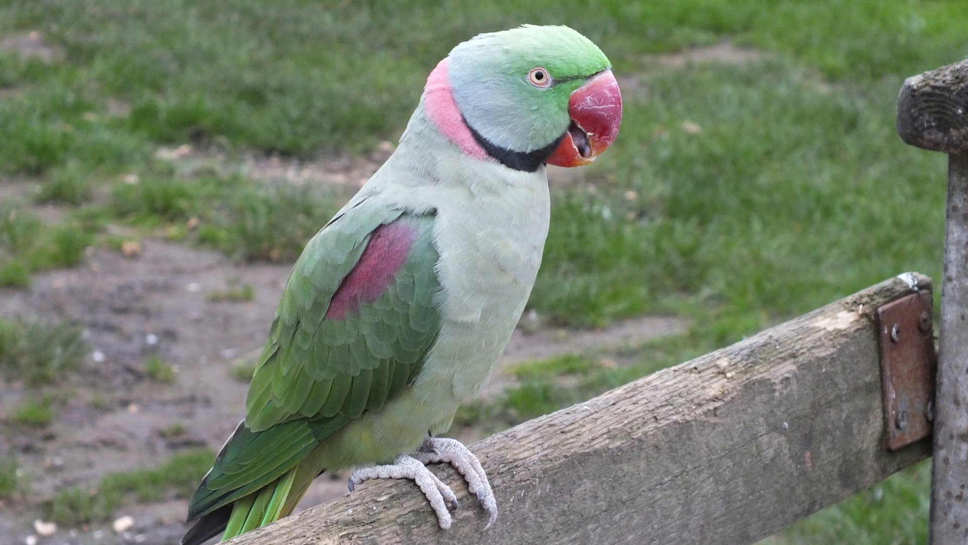 Alexandrine Parakeet