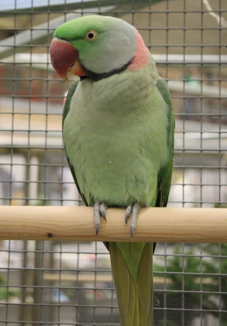 Alexandrine parakeet