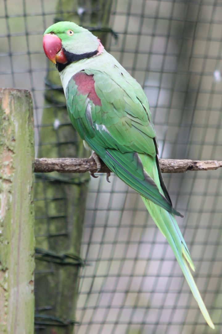 Alexandrine parakeet