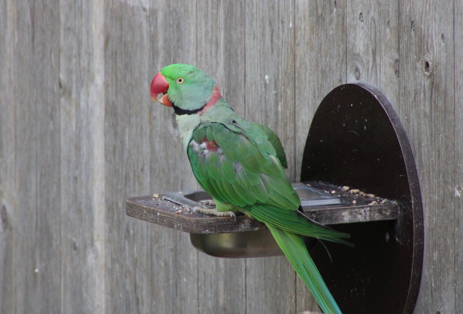 Alexandrine parakeet