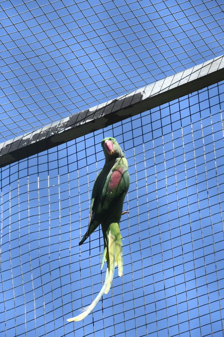 Alexandrine Parakeet