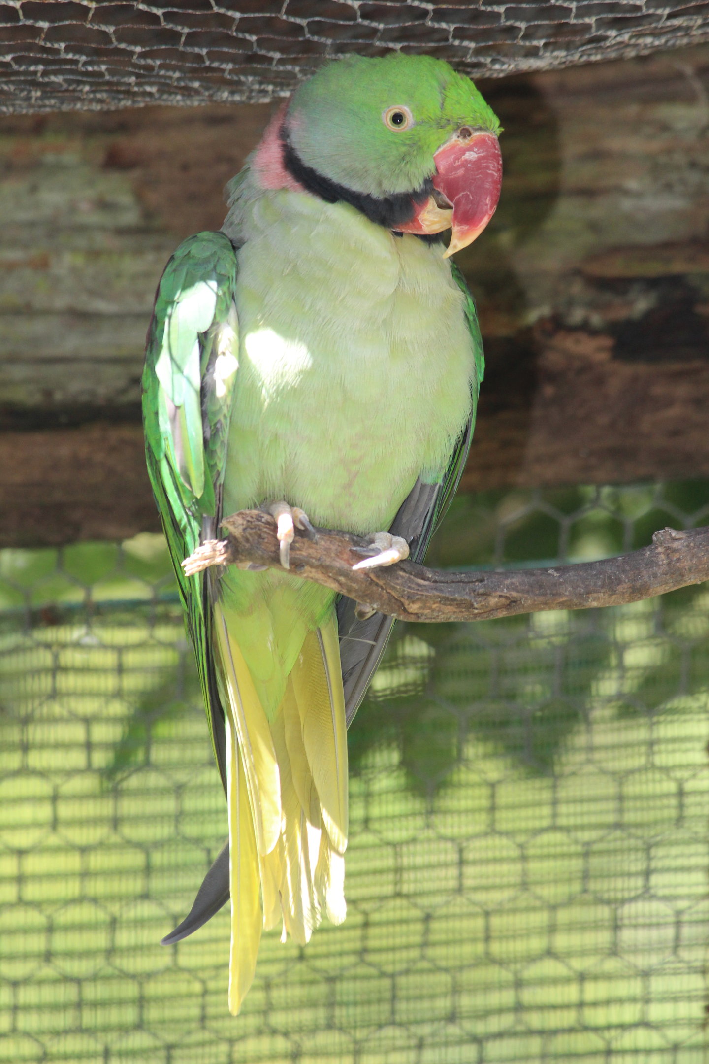 Alexandrine Parakeet