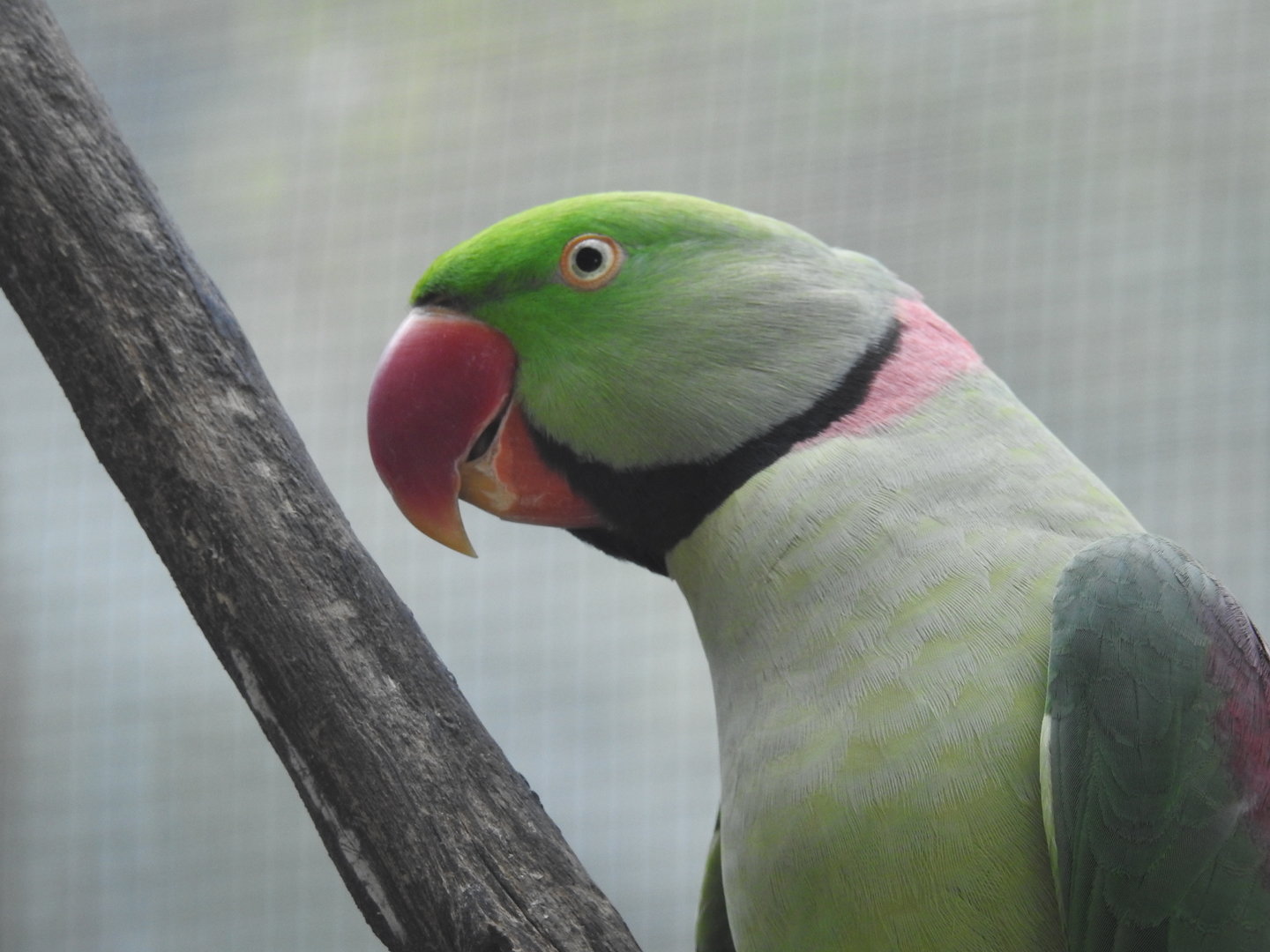 Alexandrine Parakeet