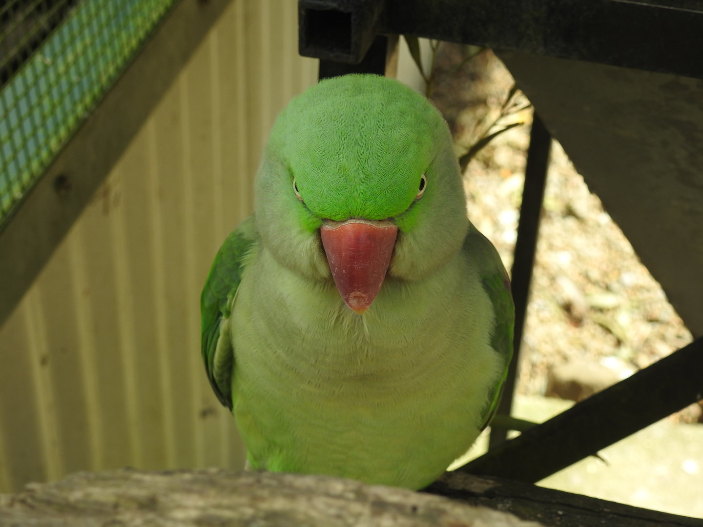 Alexandrine Parakeet