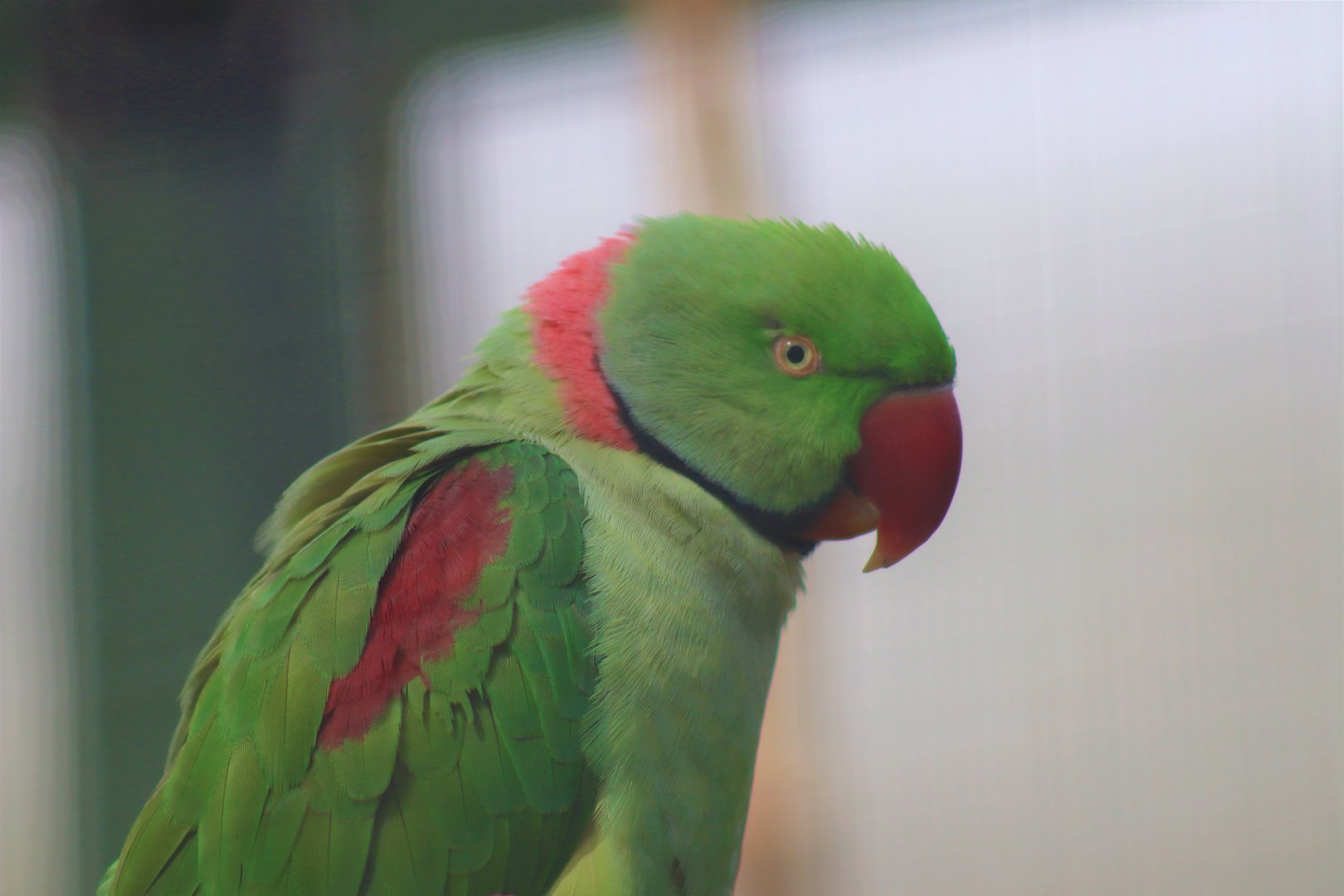 Alexandrine Parakeet