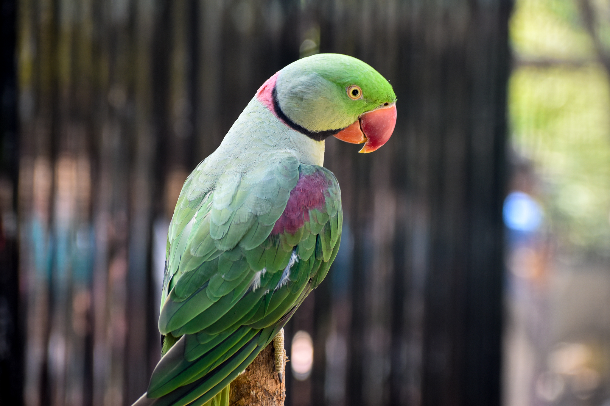 Alexandrine Parakeet