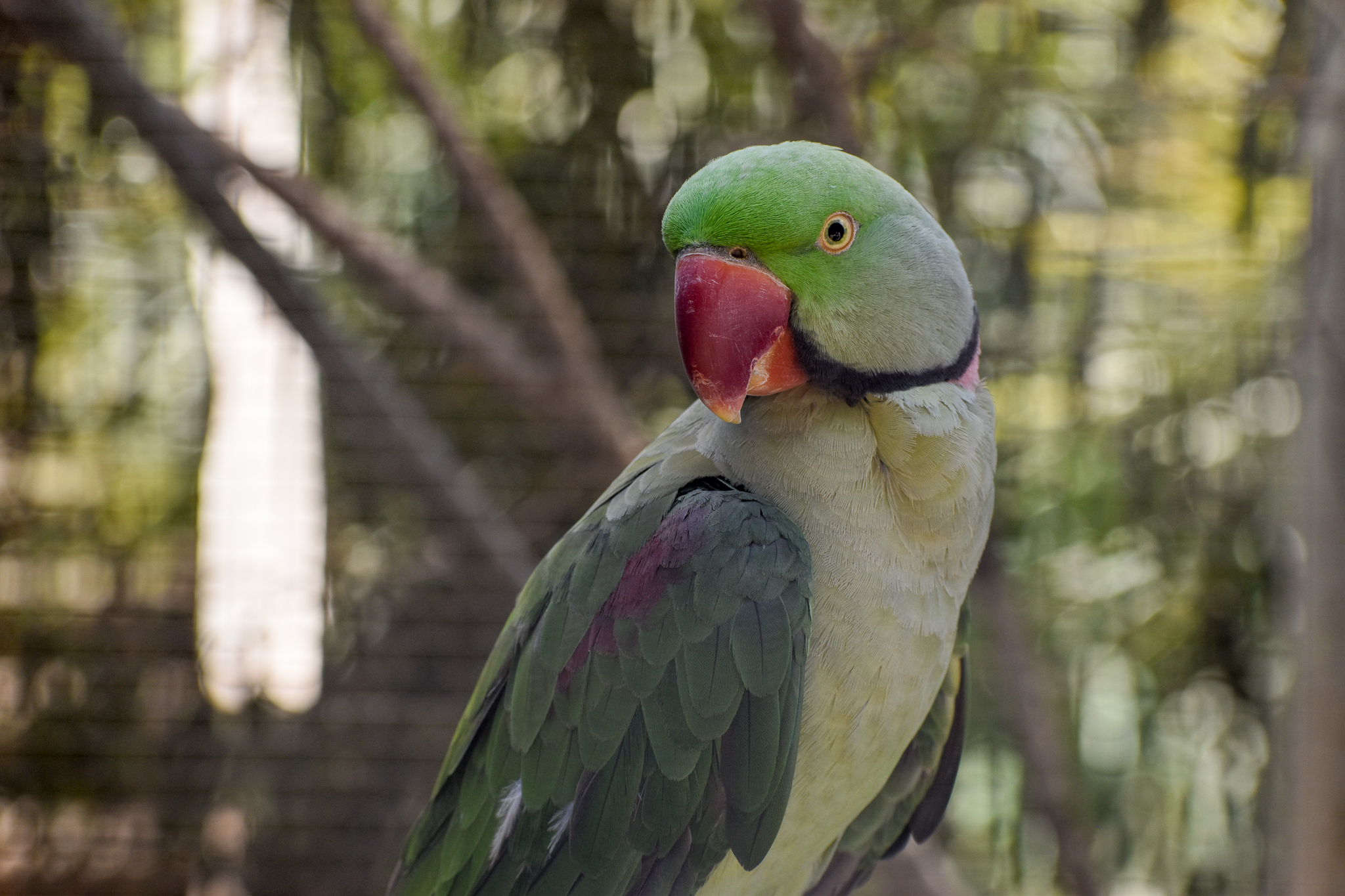 Alexandrine Parakeet