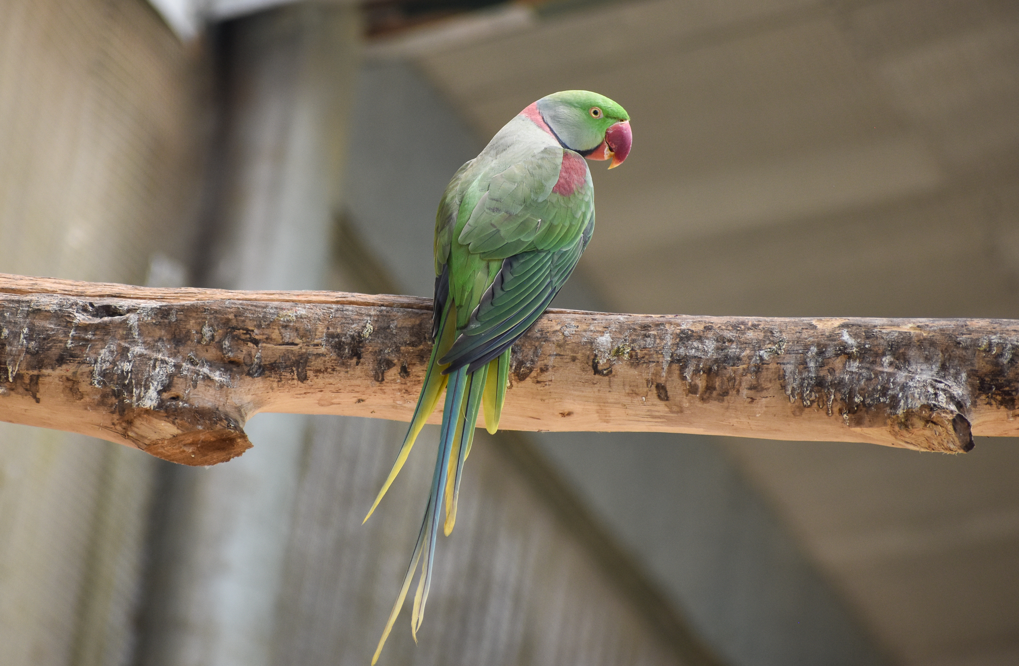 Alexandrine Parakeet