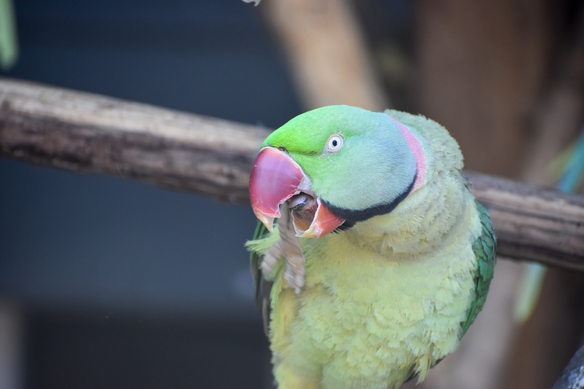 Alexandrine Parakeet