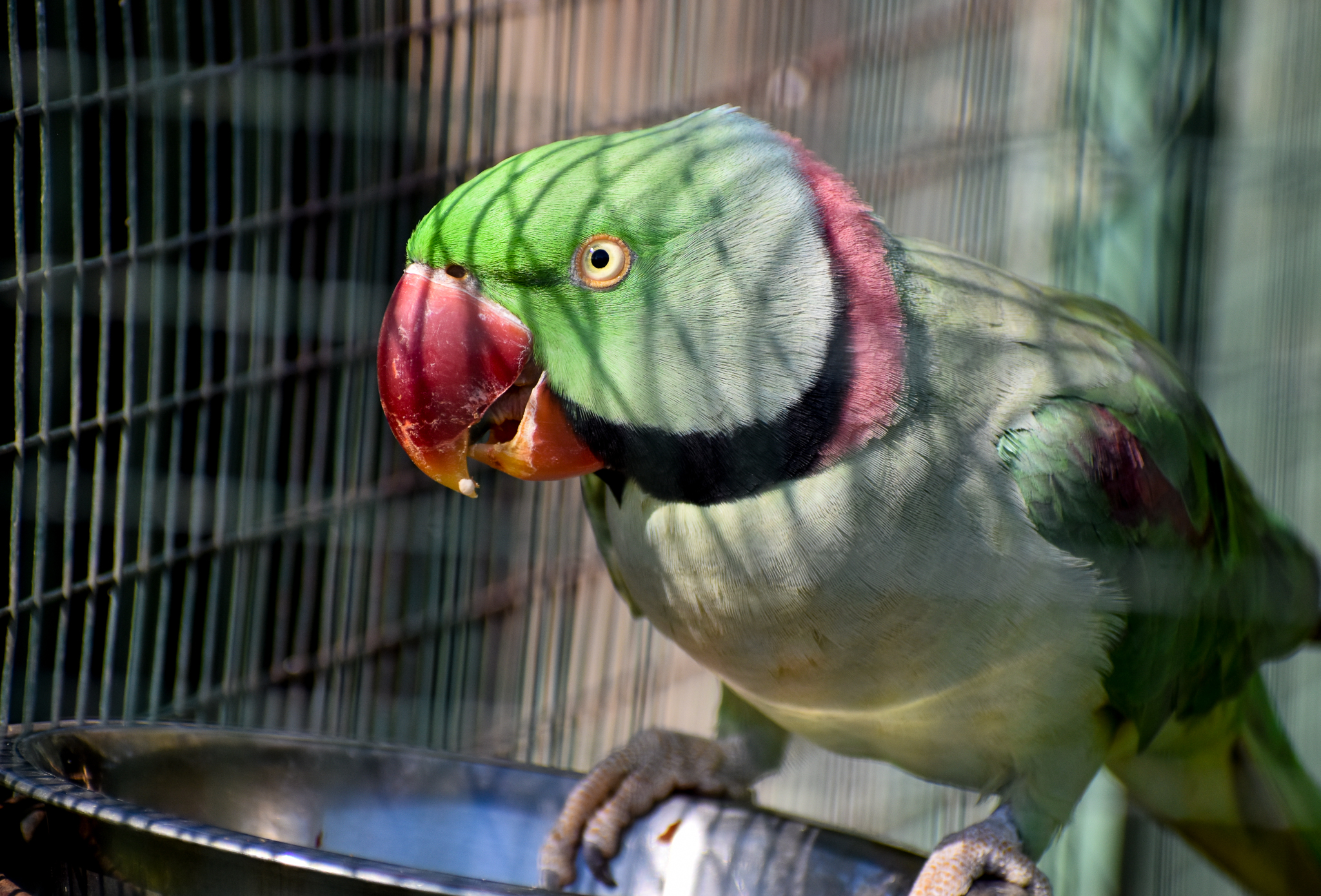 Alexandrine Parakeet