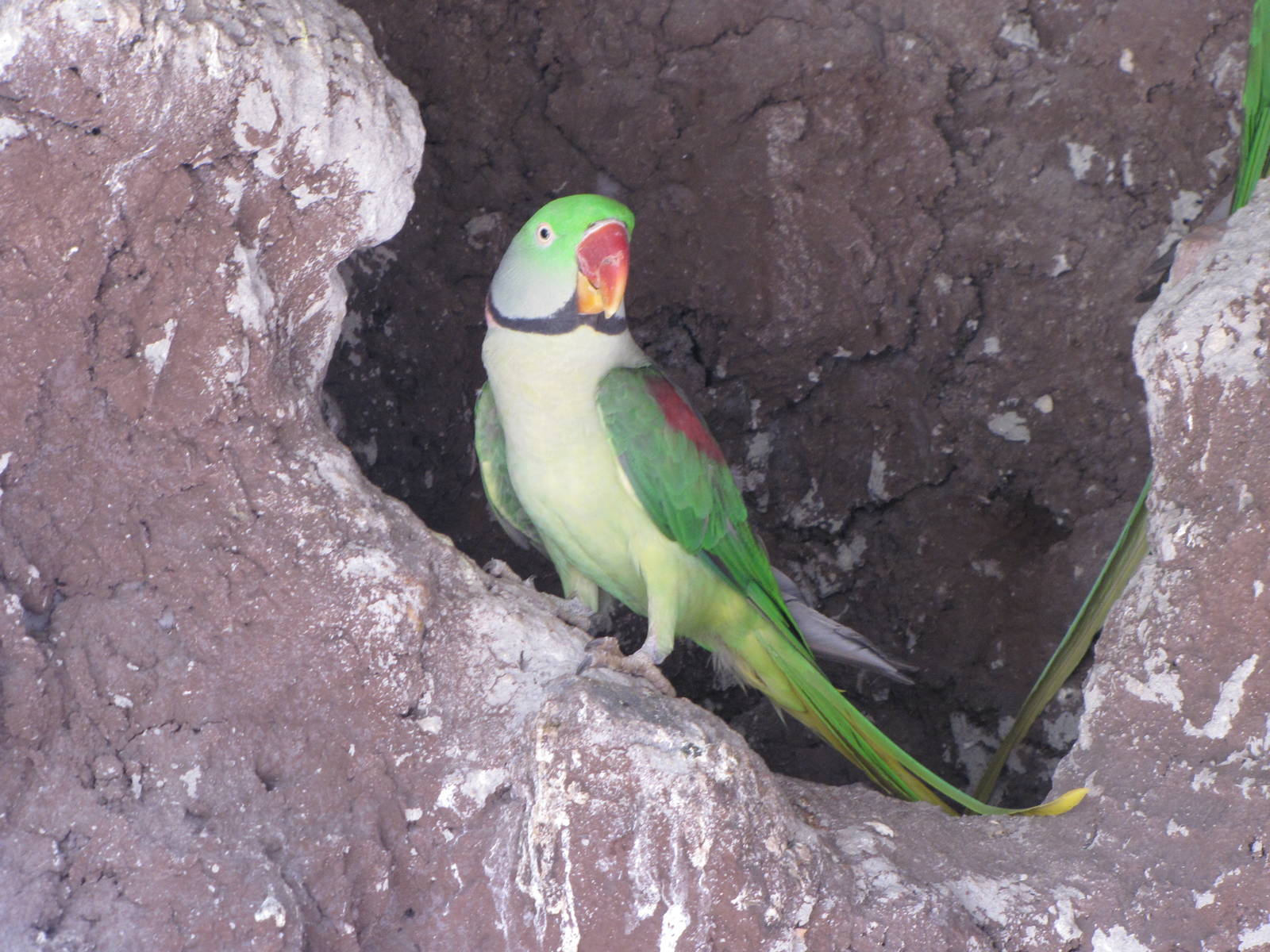 alexandrine parakeet