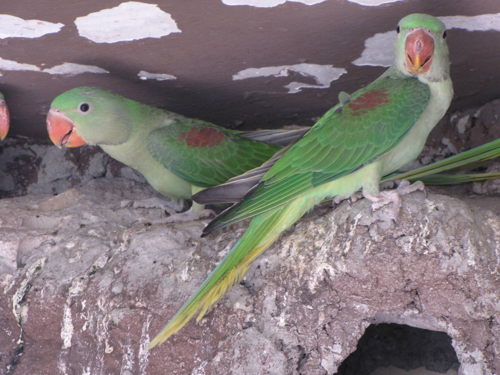 alexandrine parakeet