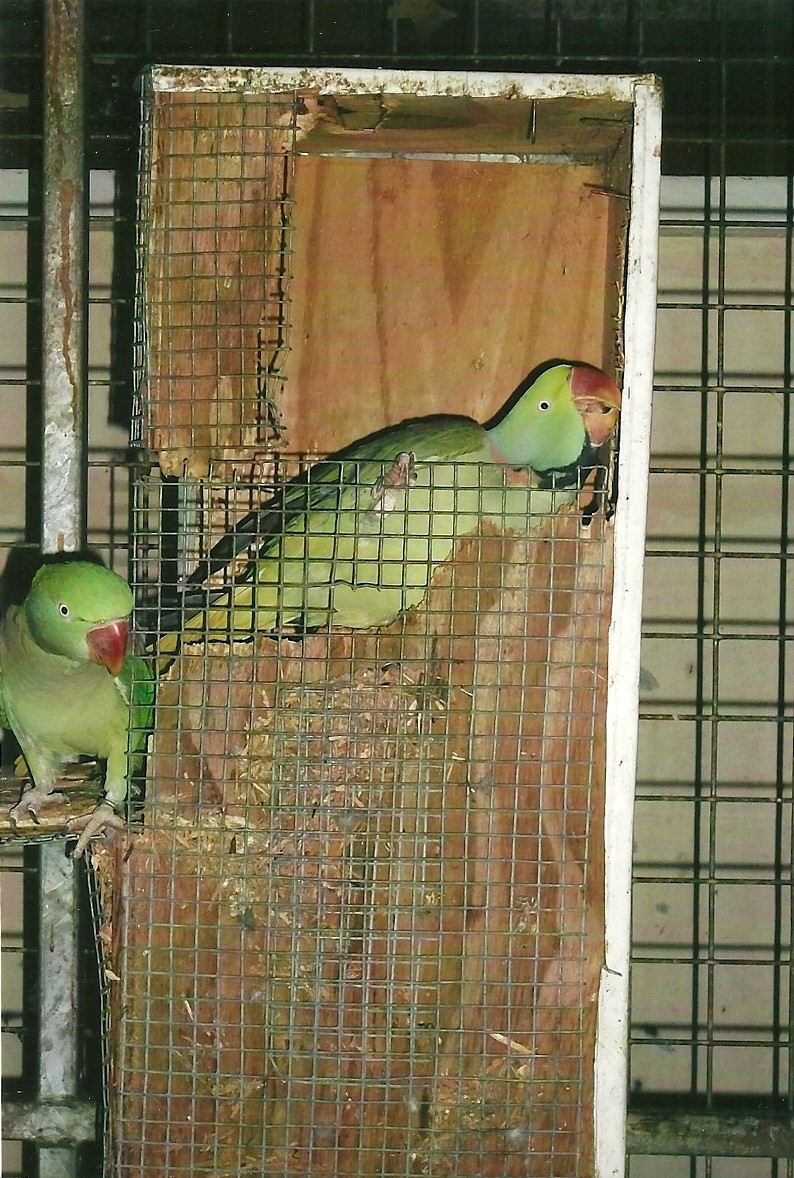 Alexandrine Parakeets, 13th September 2013