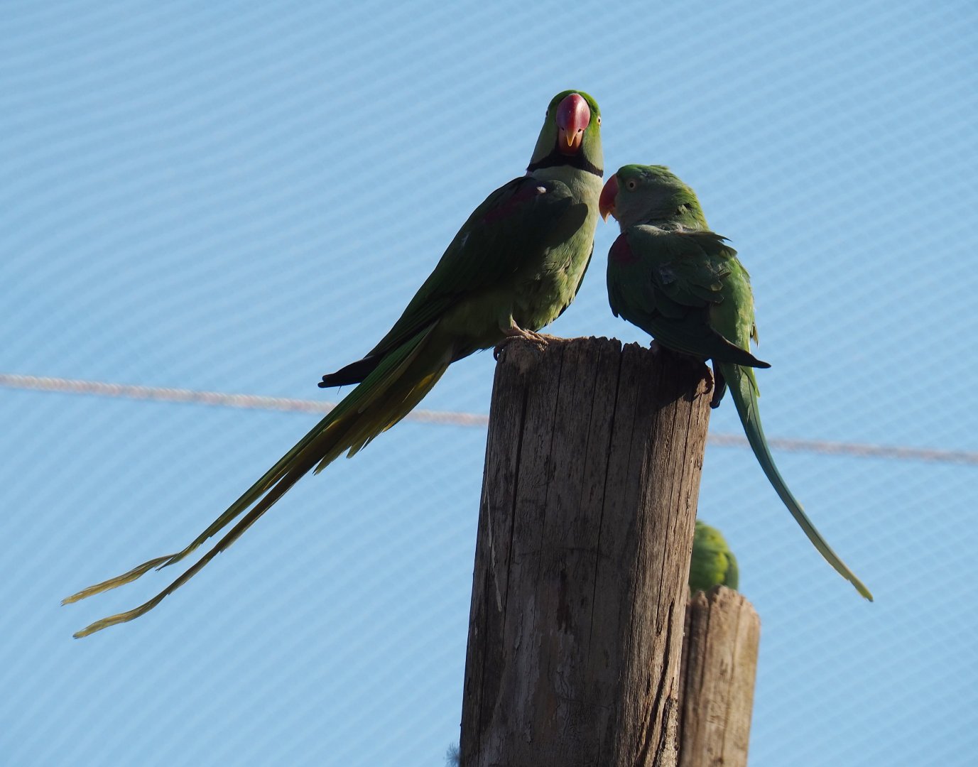 Alexandrine parakeets (Psittacula eupatria), 2019-03-30