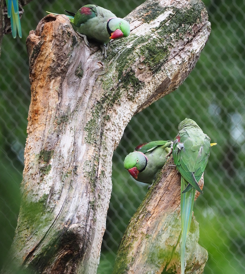 Alexandrine parakeets (Psittacula eupatria), 2022-08-20