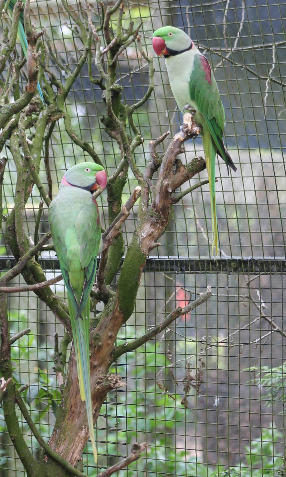 Alexandrine parakeets