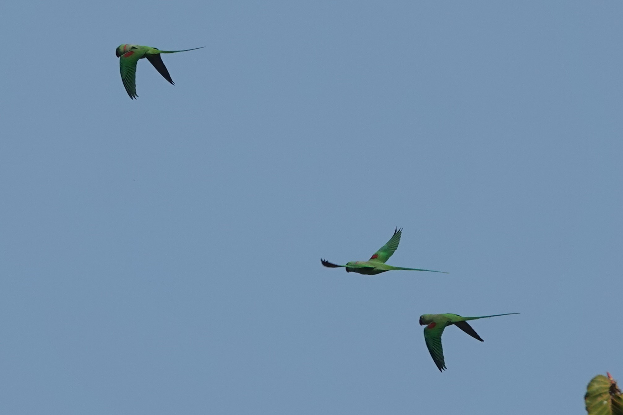 Alexandrine Parakeets