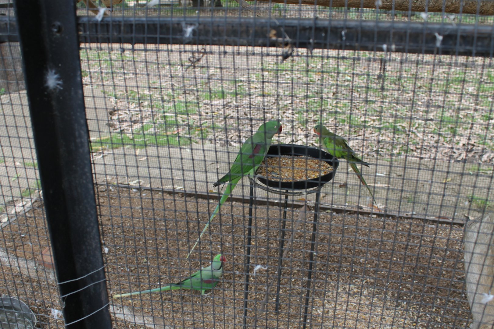 Alexandrine Parrot and Princess Parrot