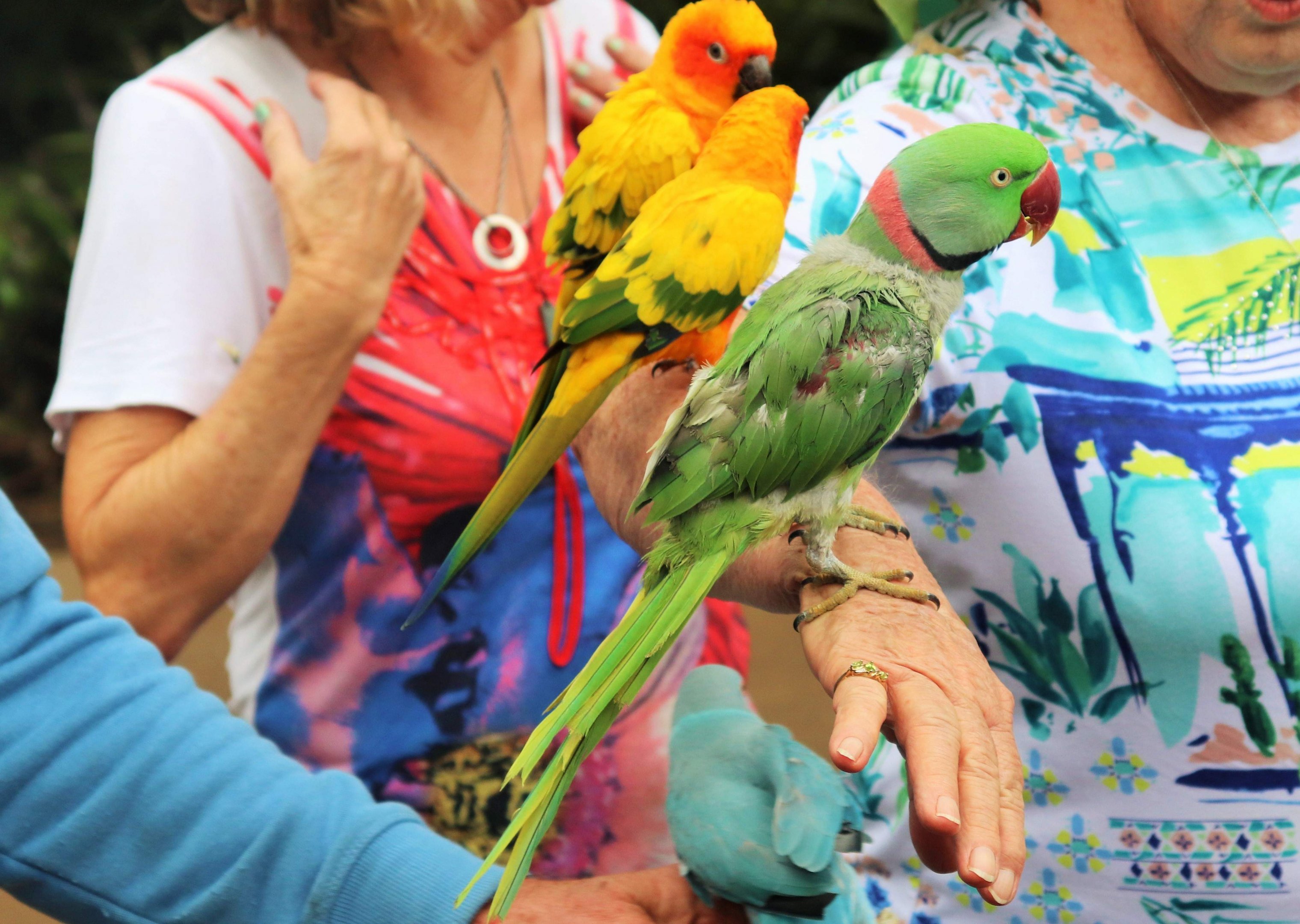 Alexandrine Parrot (Psittacula eupatria) and Sun Conures (Aratinga solstitialis)