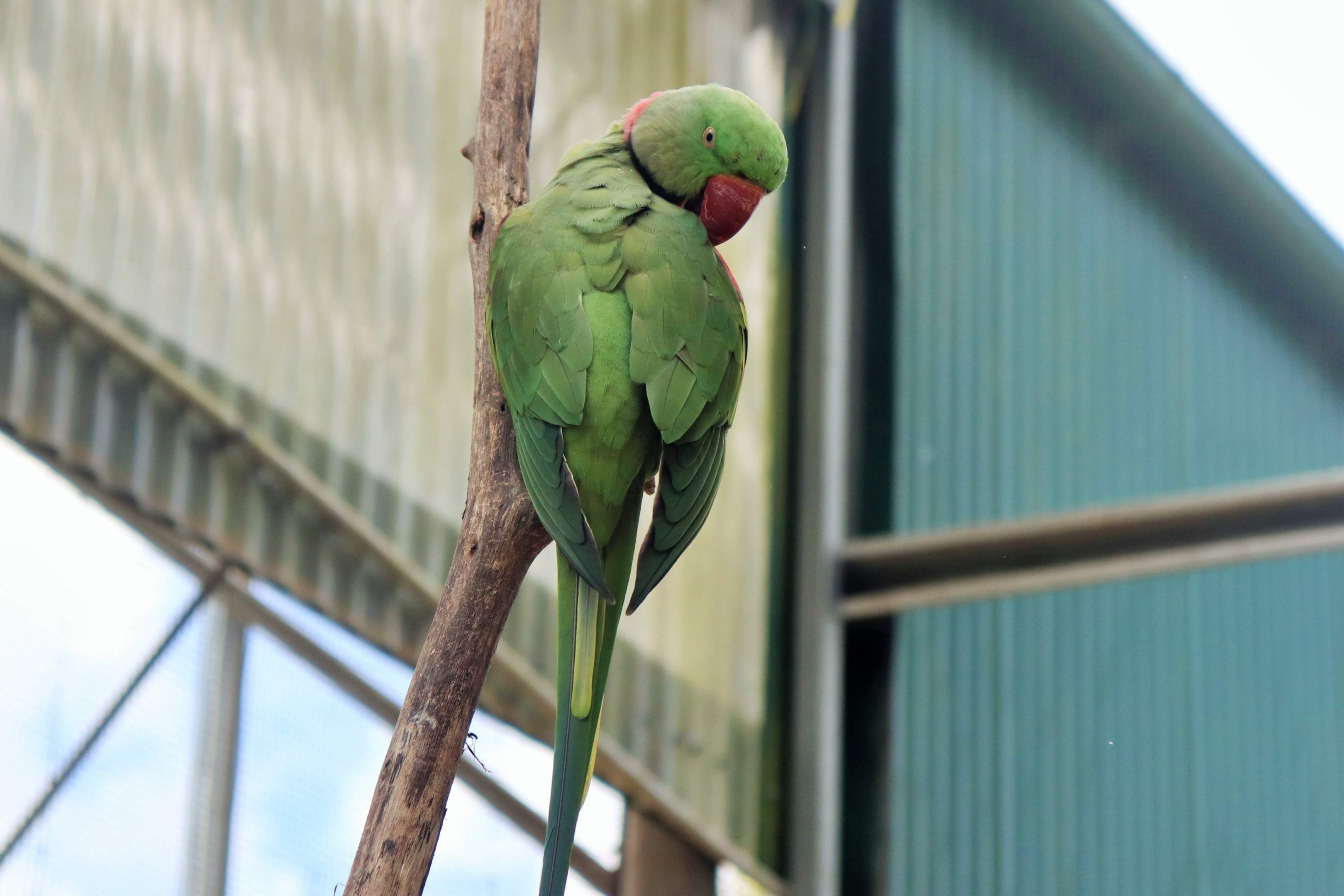 Alexandrine Parrot (Psittacula eupatria)