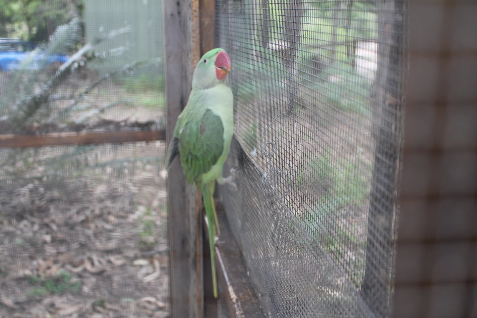 Alexandrine Parrot