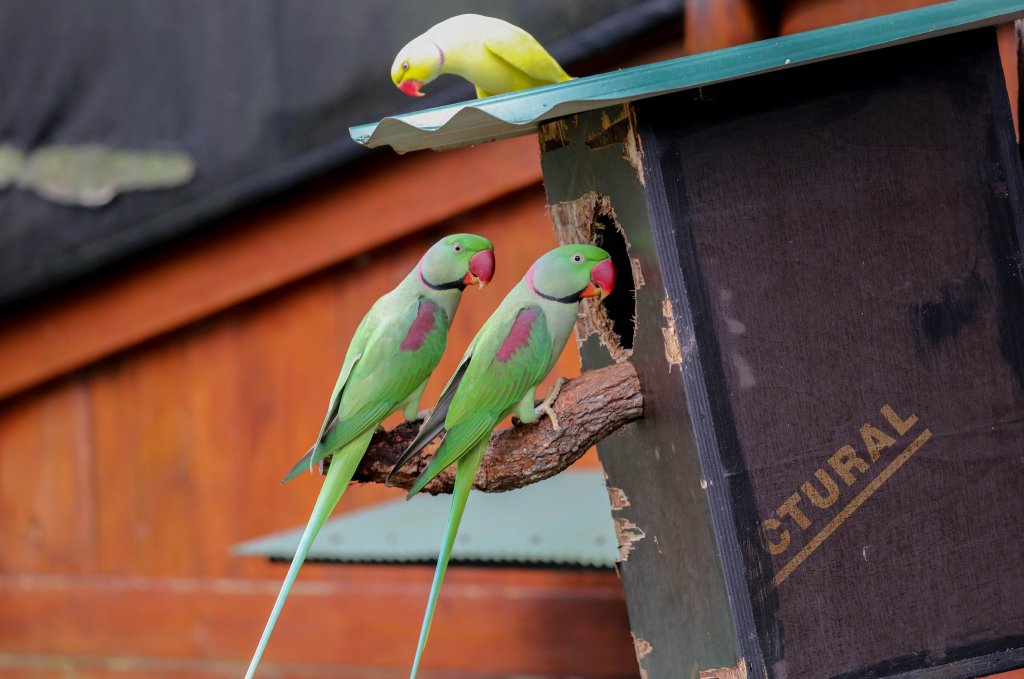 Alexandrine Parrots and Yellow Ringneck Parrot