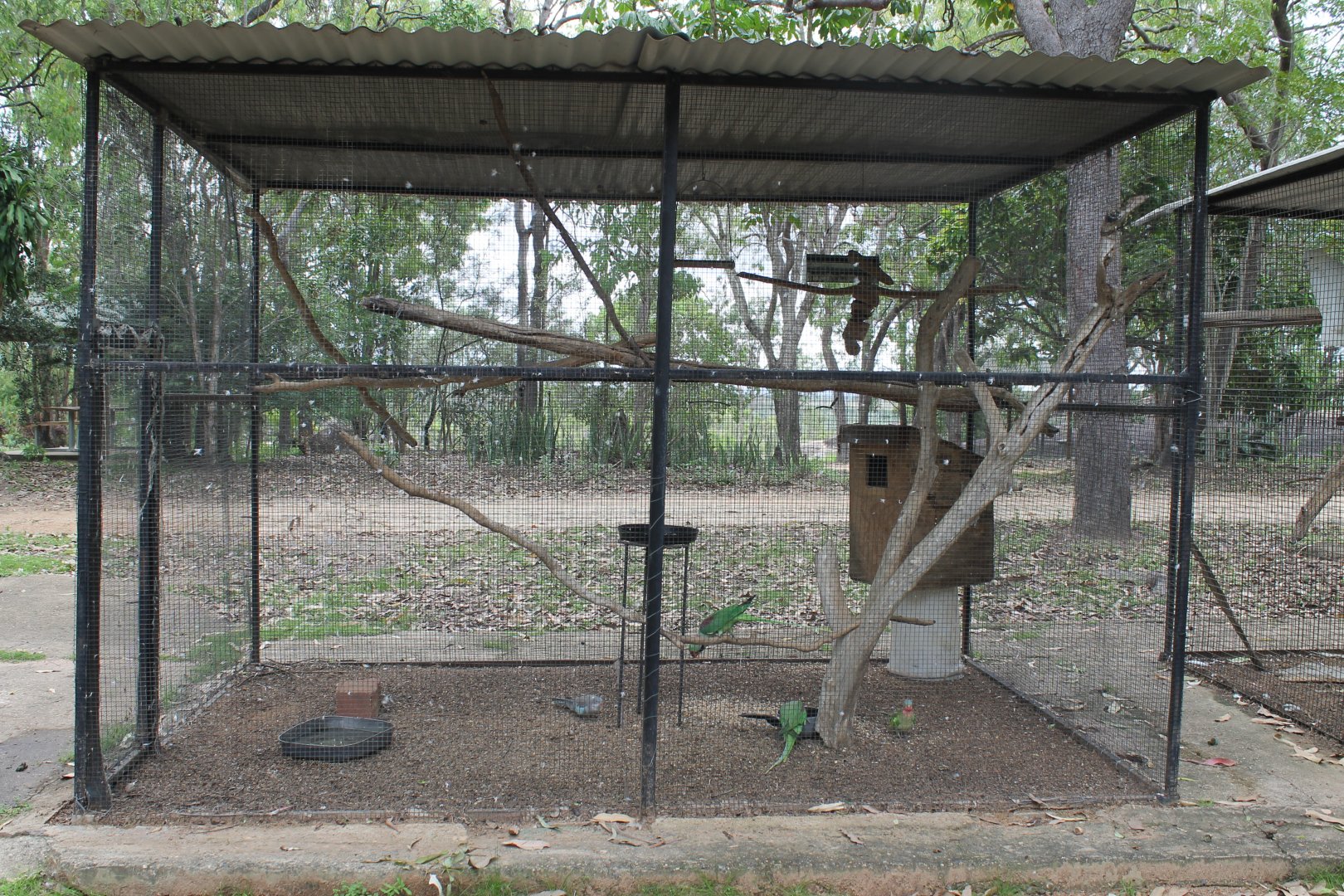 Alexandrine & Princess Parrot aviary