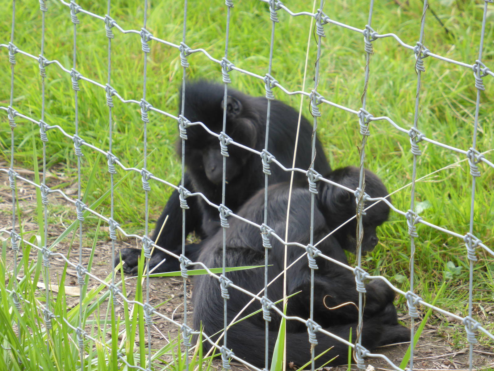 Alf the black mangabey and his companion Jon-Jon the spider monkey