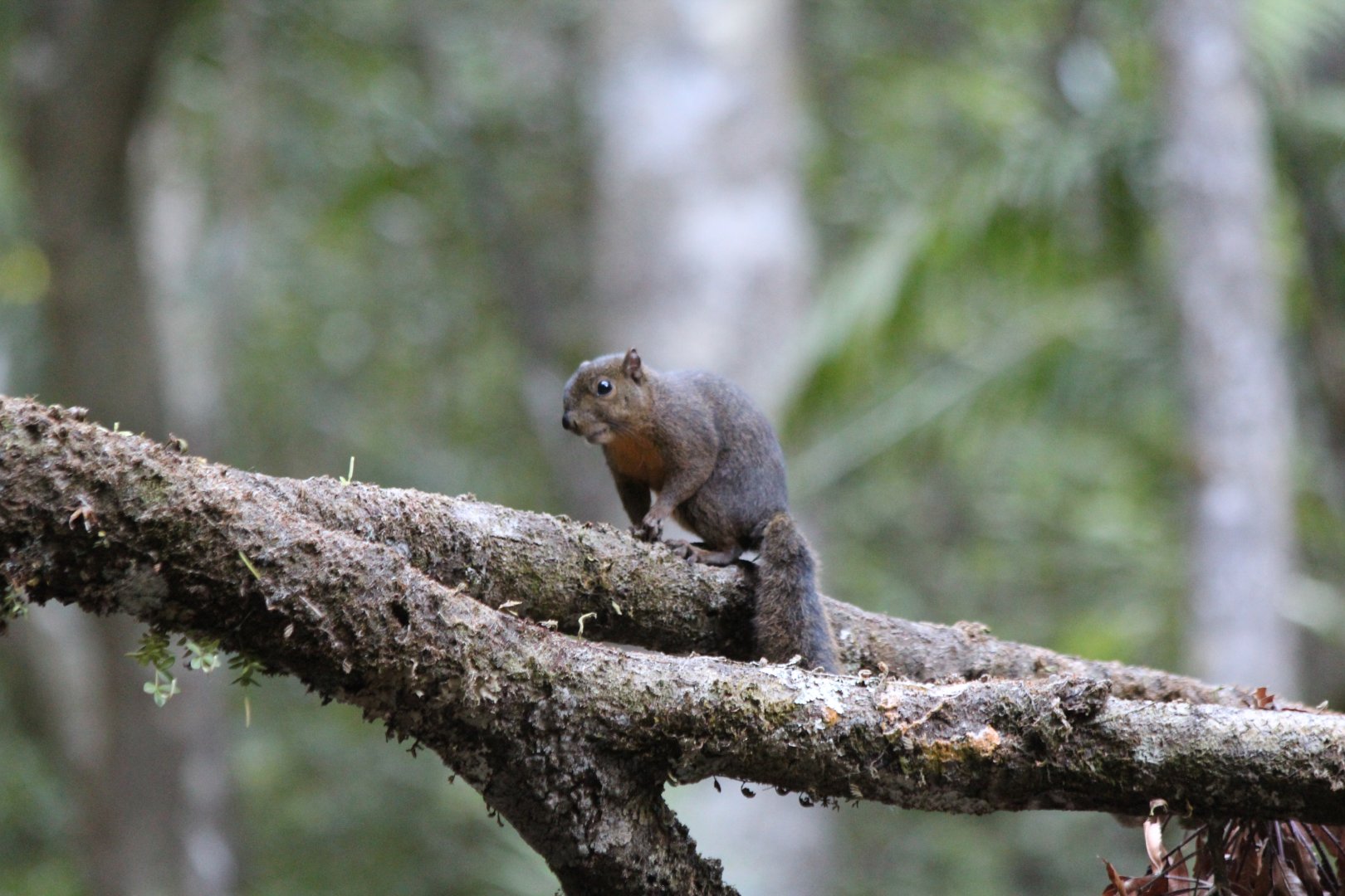 Alfaro's pygmy squirrel - Mar 2019