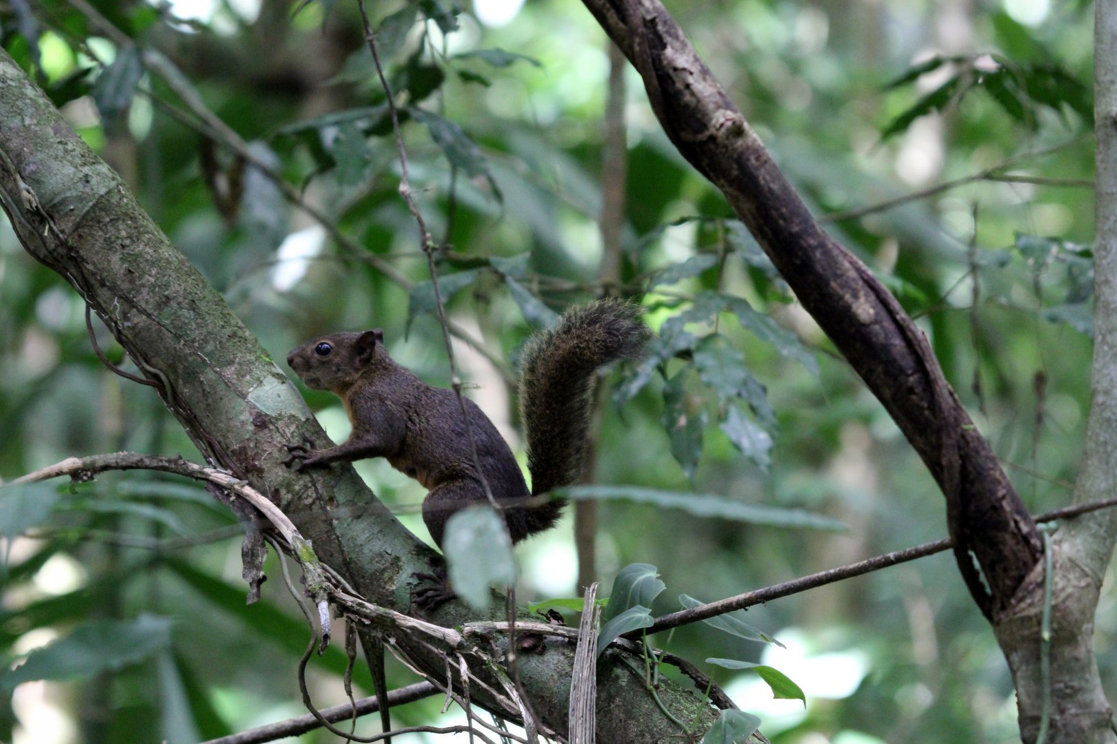 Alfaro's Pygmy Squirrel (Microsciuris alfari)