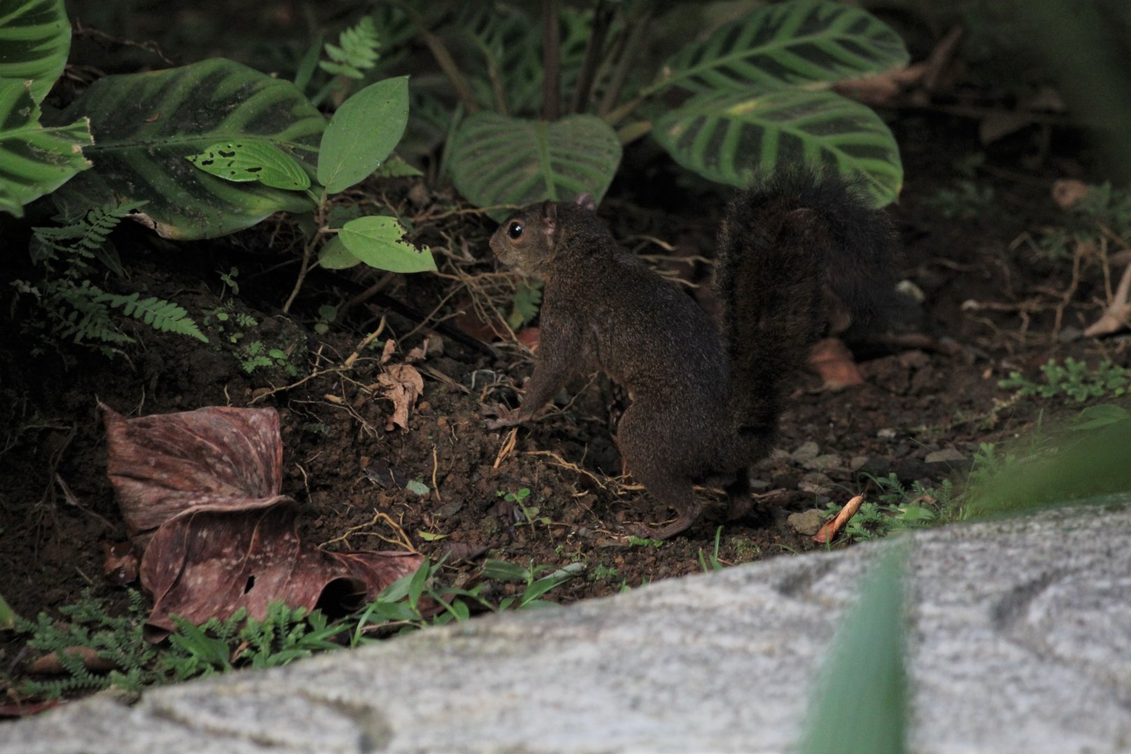 Alfaro's Pygmy Squirrel