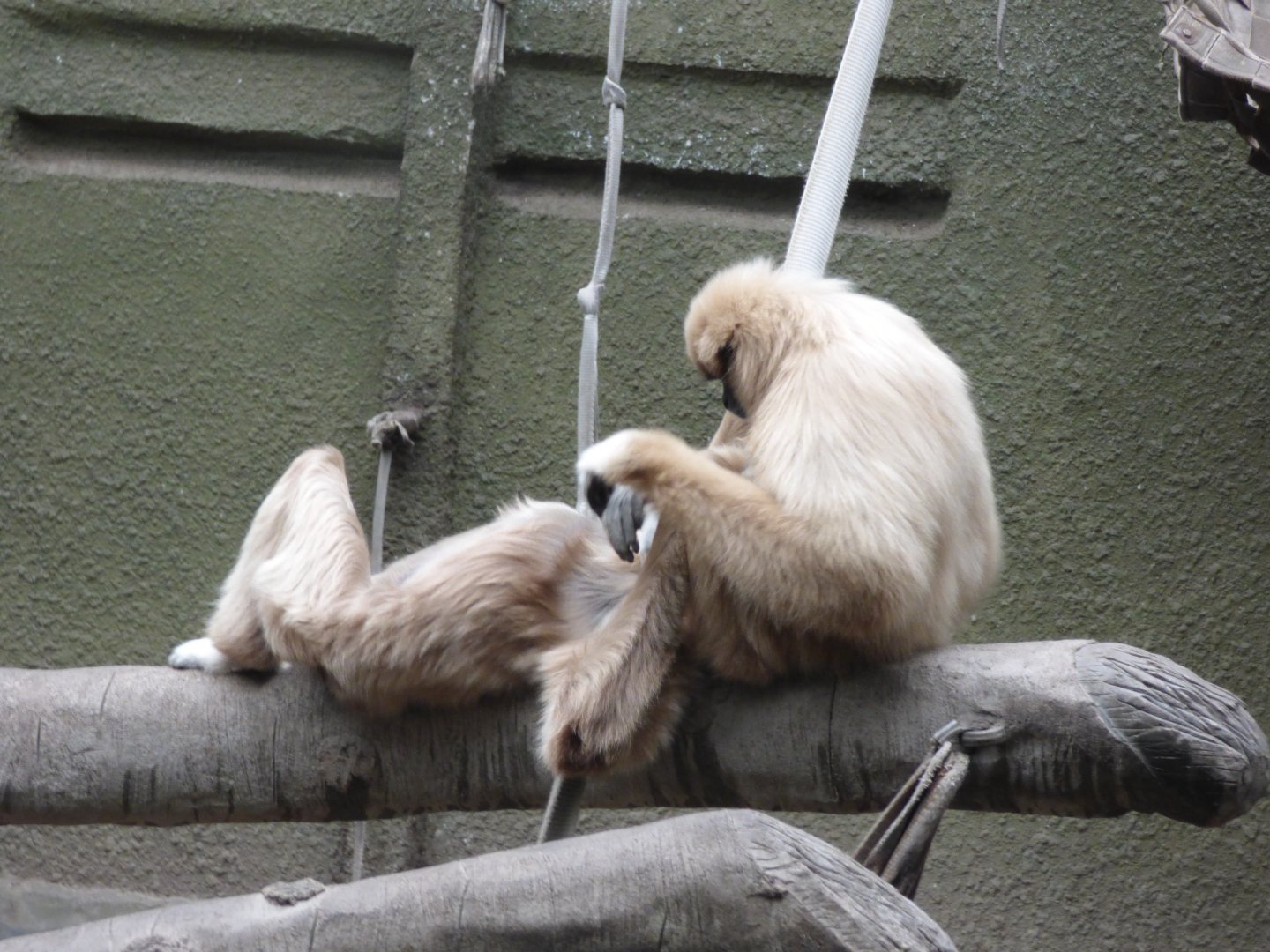 Alfie and Gromit the Lar Gibbon