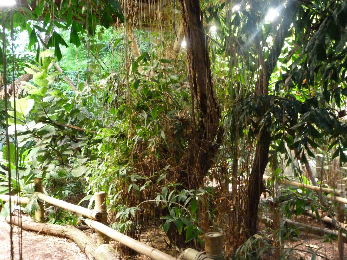 "Alfred-Brehm-Haus" greenhouse -Tierpark Berlin (2024)