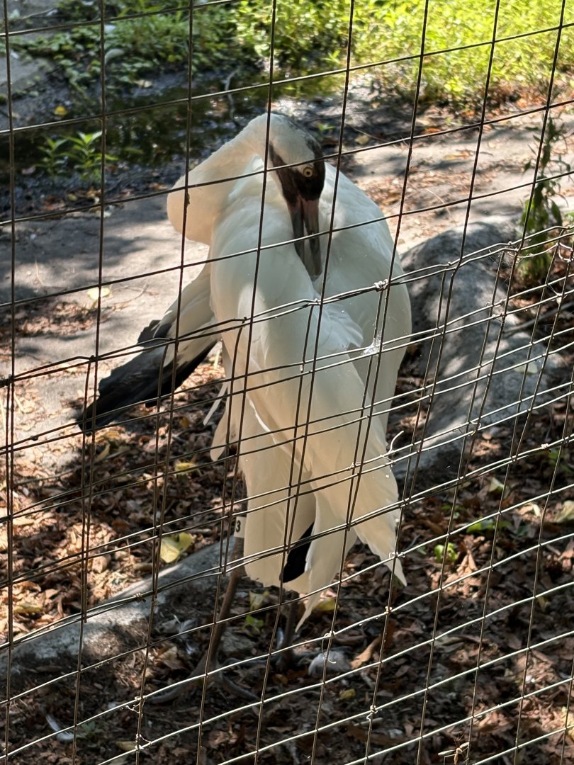 Alfred Huang Crane Exhibit - Whooping Crane
