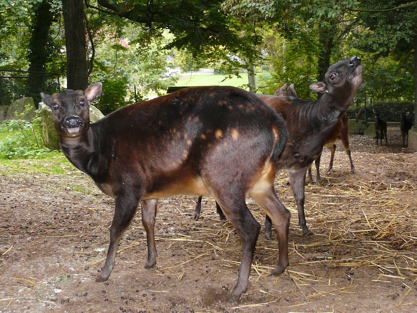 Alfred`s spotted deer/ Rusa alfredi
