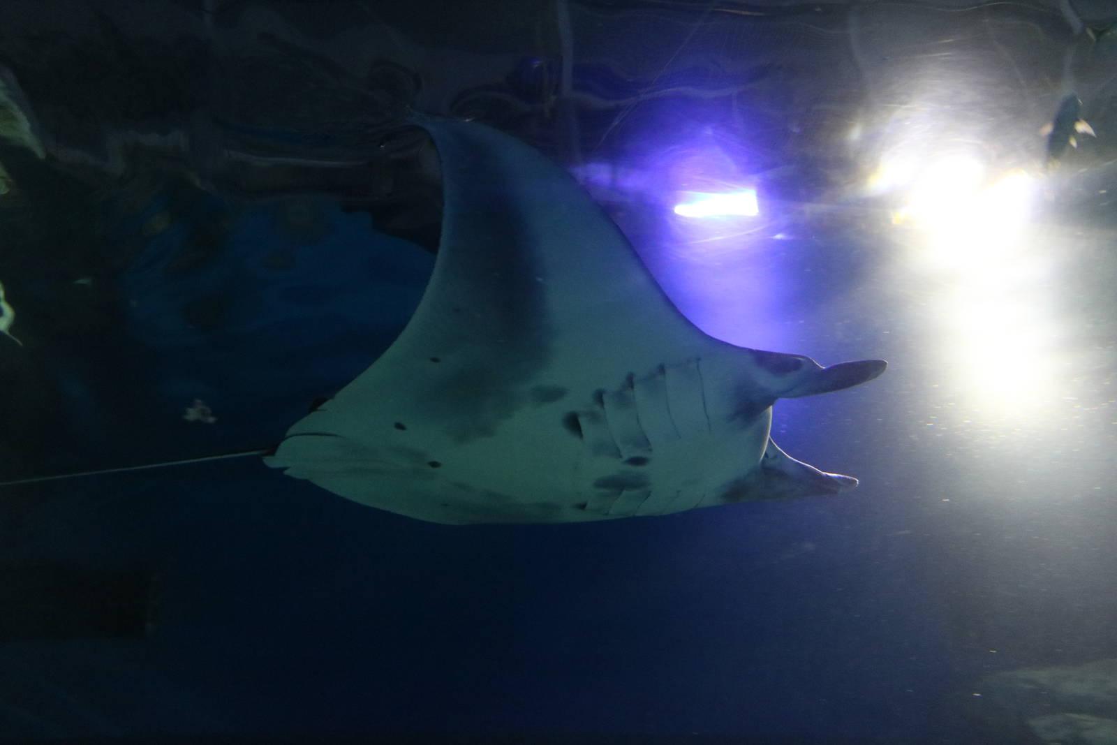 Alfred's manta - EPSON Aqua Park, February 2016