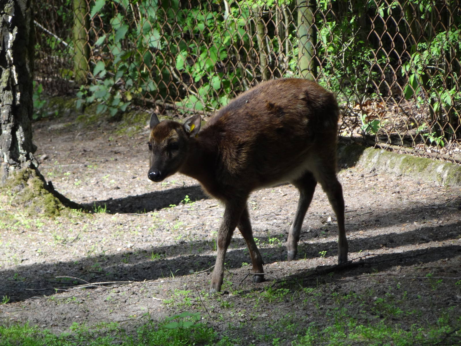 Alfred's Spotted Deer