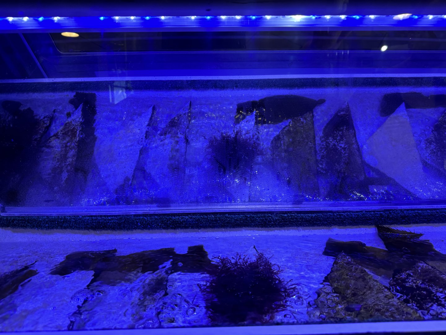 Algae Culture