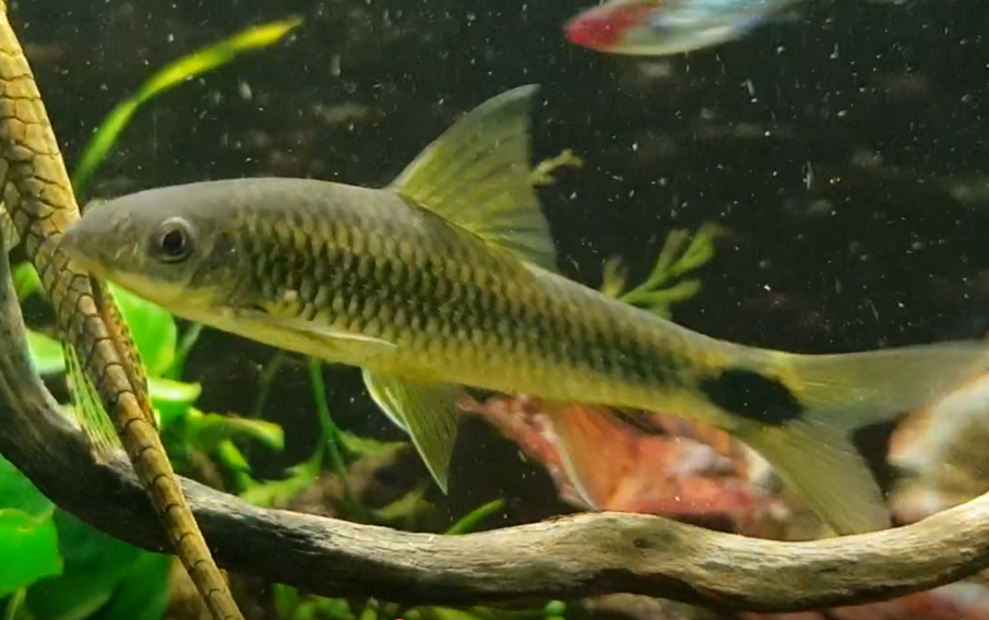Algae eater ID