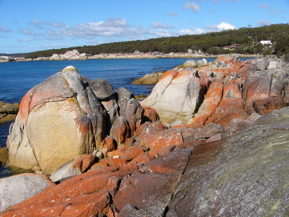 Algae on rocks, Tasmania