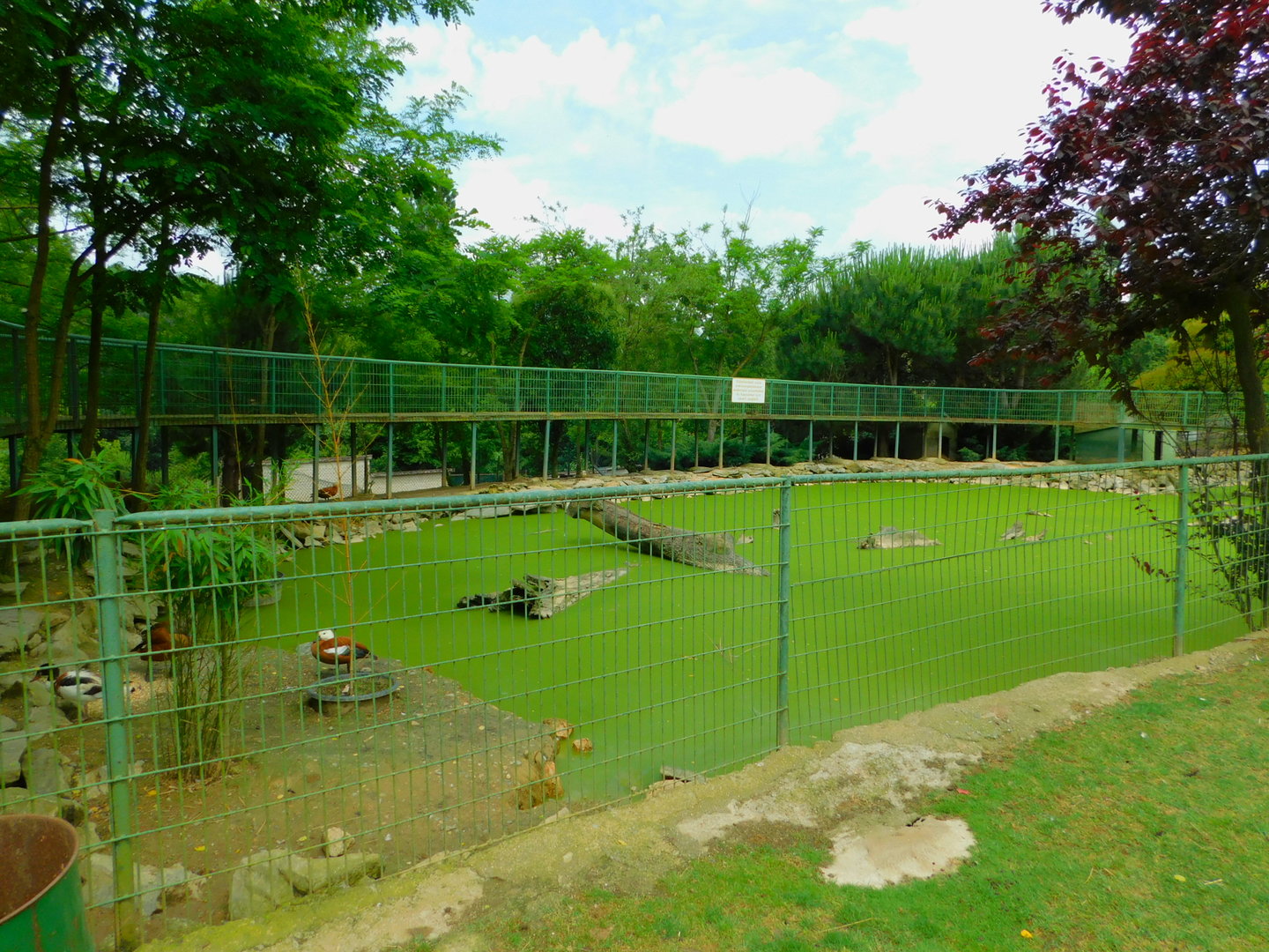 Algae Pond with Ramp