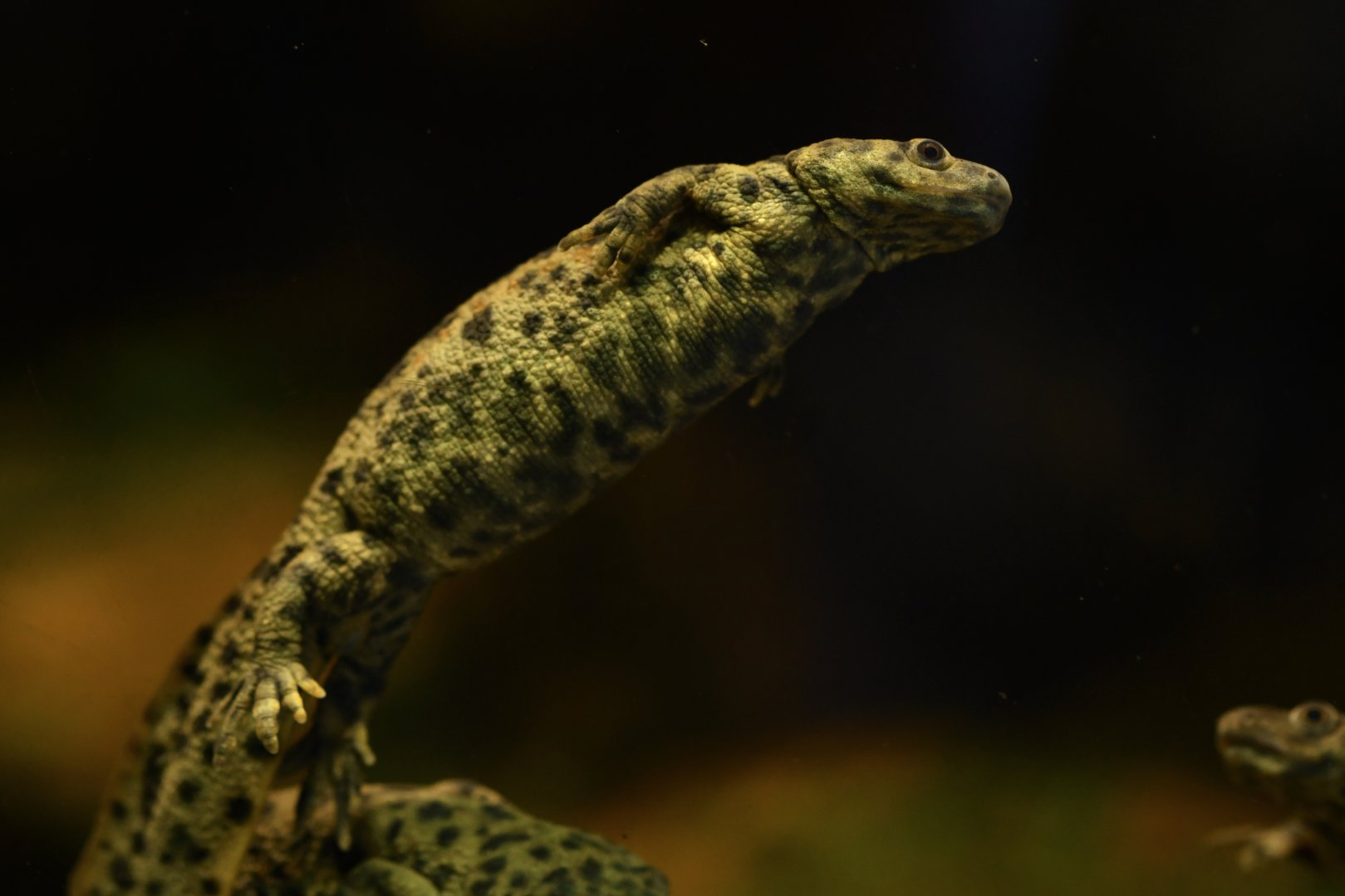 Algerian ribbed newt (Pleurodeles nebulosus)