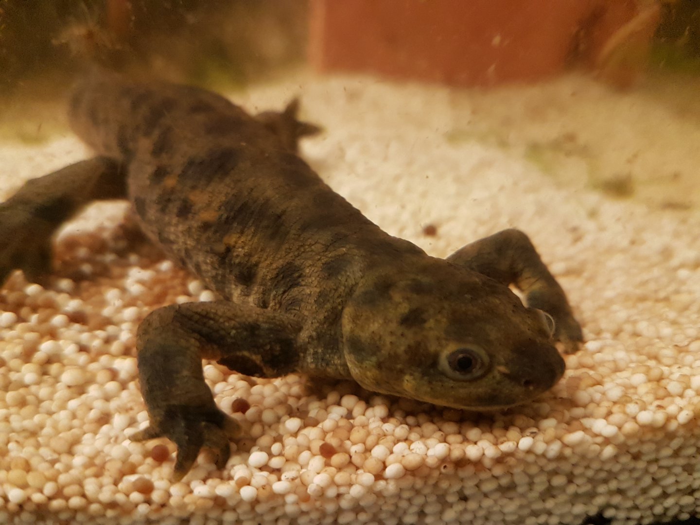 Algerian Ribbed Newt
