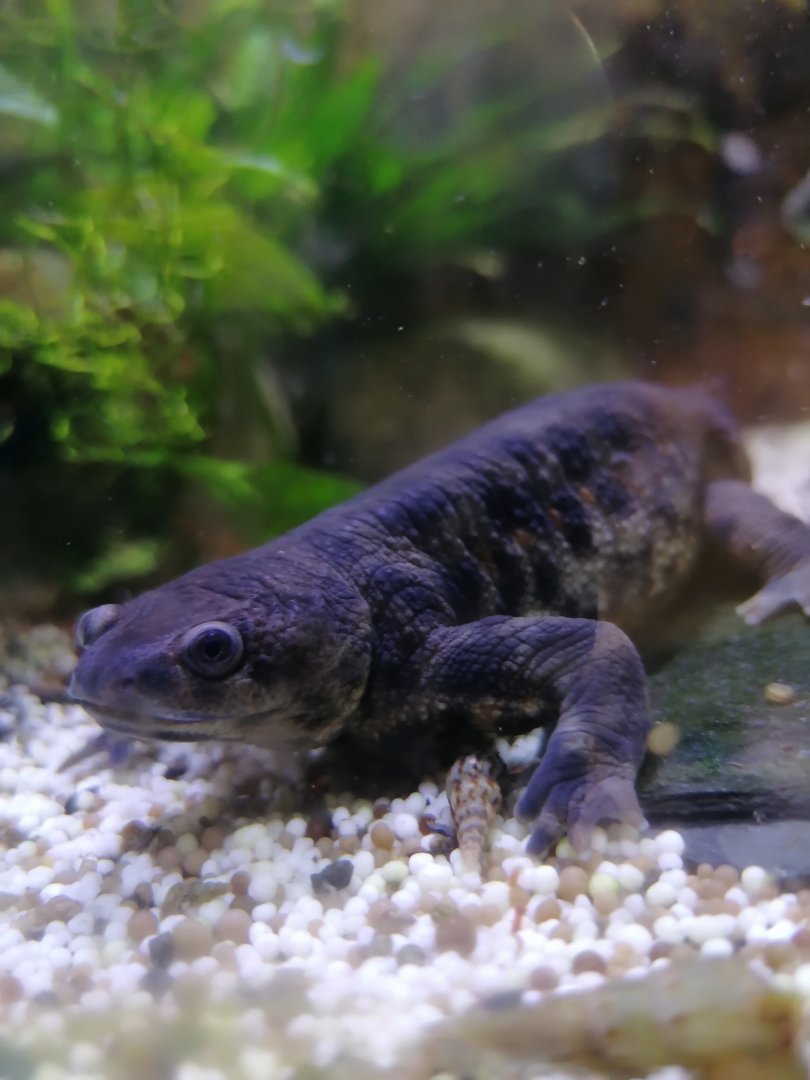 Algerian ribbed newt