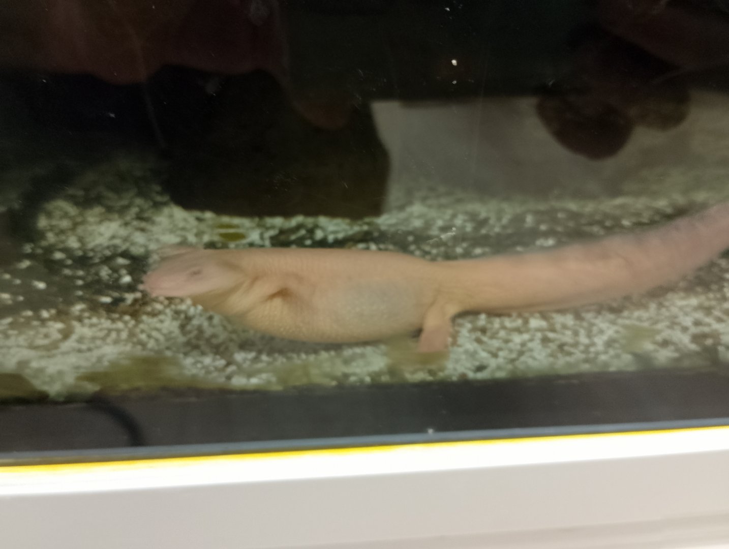 Algerian ribbed newt