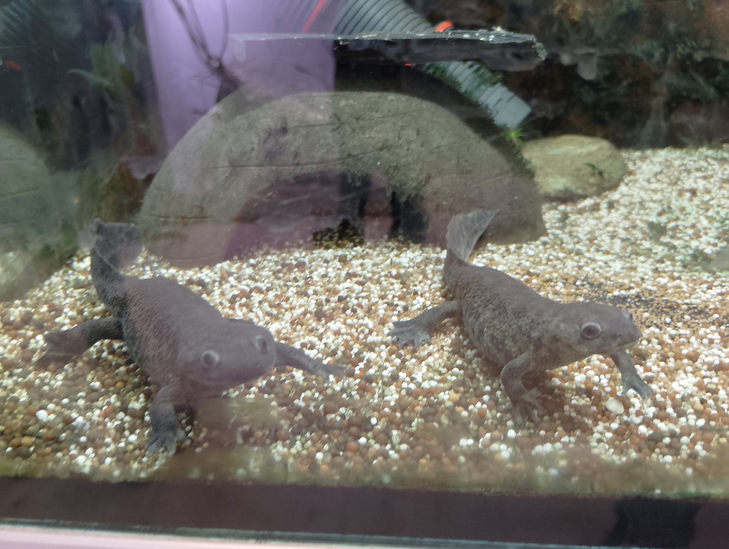 Algerian ribbed newts