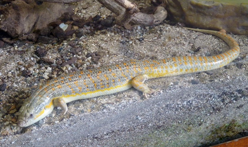Algerian skink (Eumeces algeriensis)