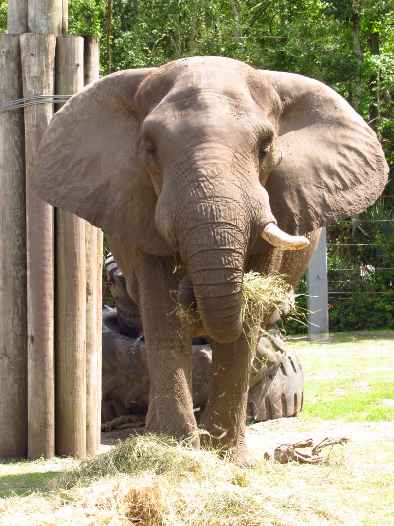 Ali Eating Front View