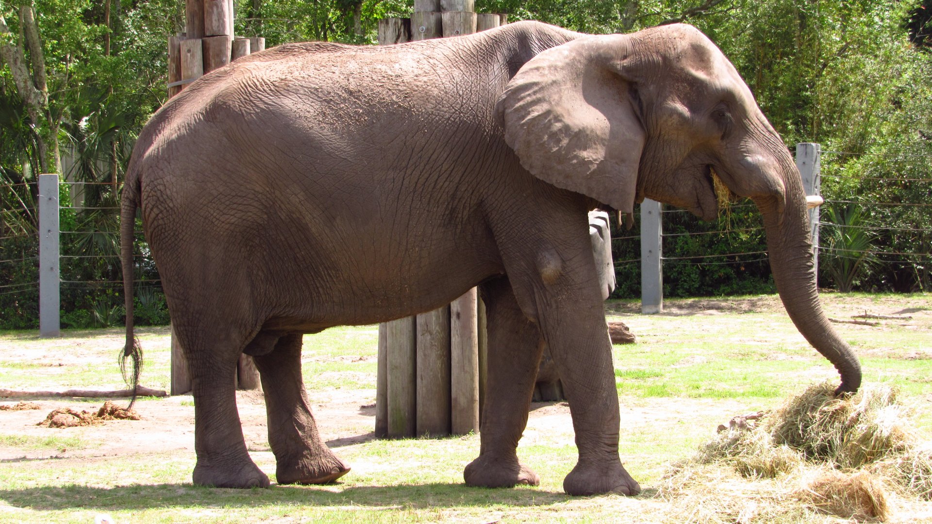 Ali Eating Side View